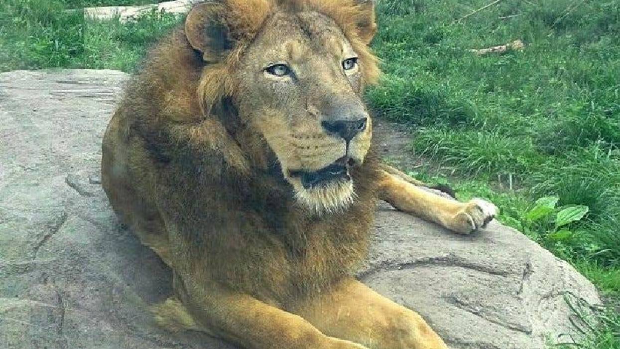 Simba the lion