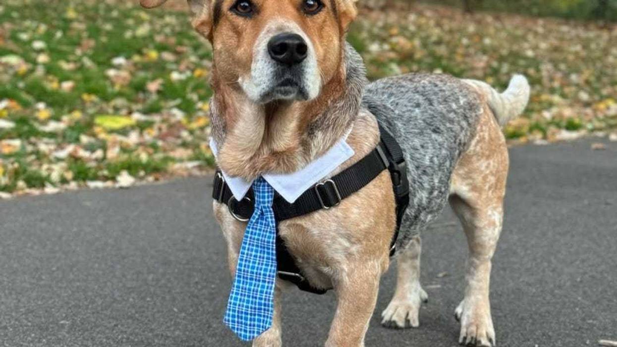 Simon the Basset Cattle Dog - 2nd Honorary Dog Mayor of NYC