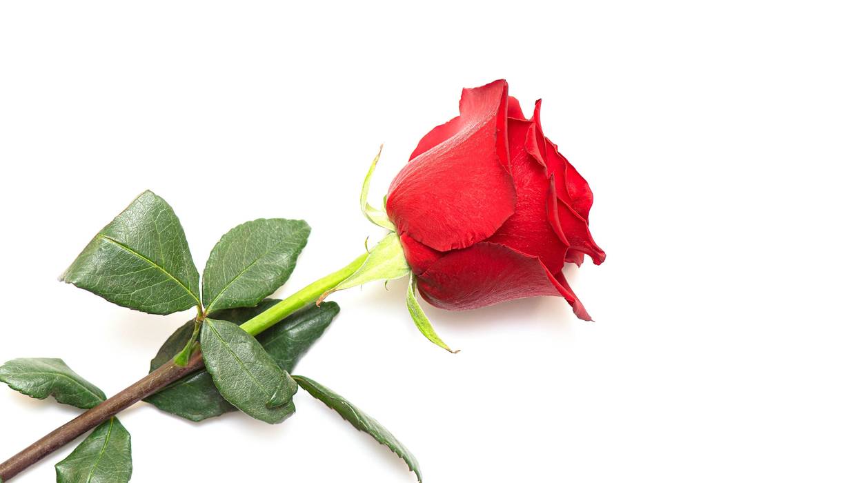 Single Red Rose on White Background