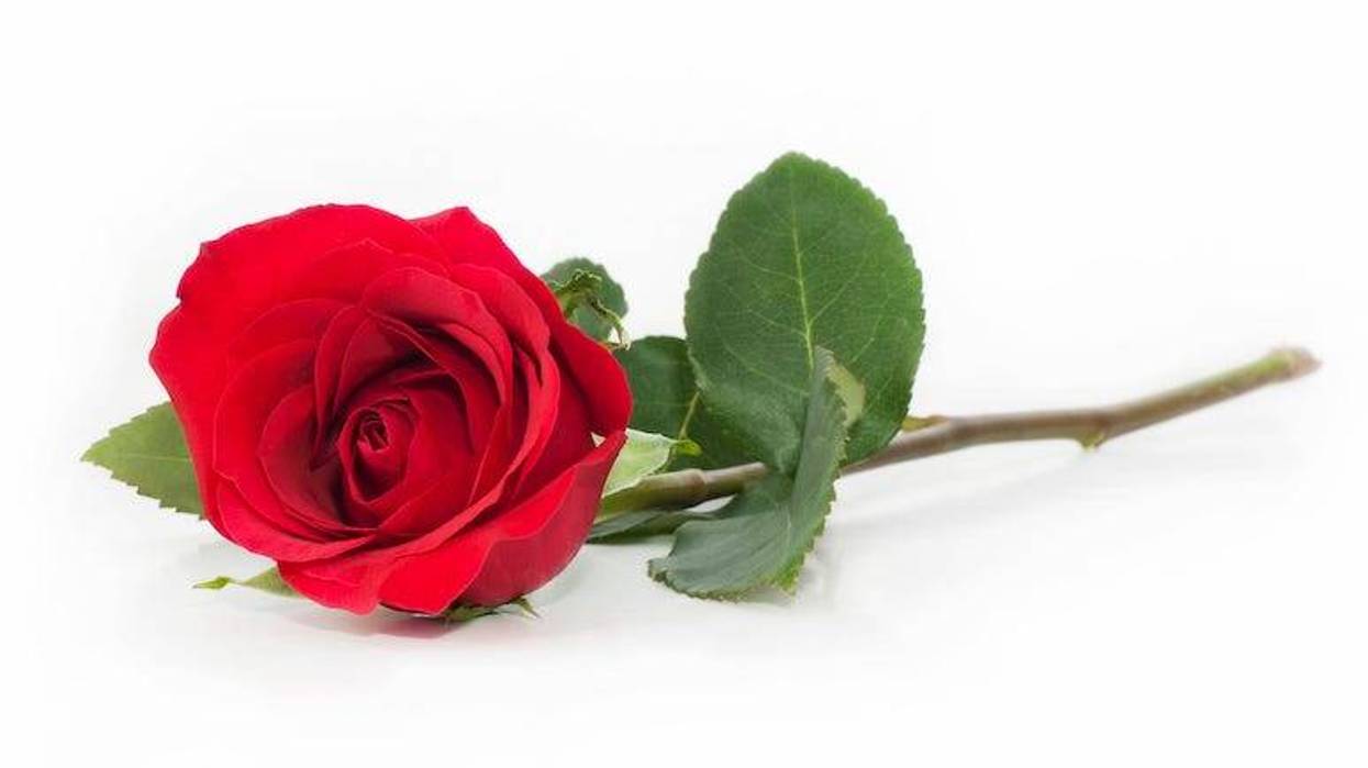 Single rose with white background