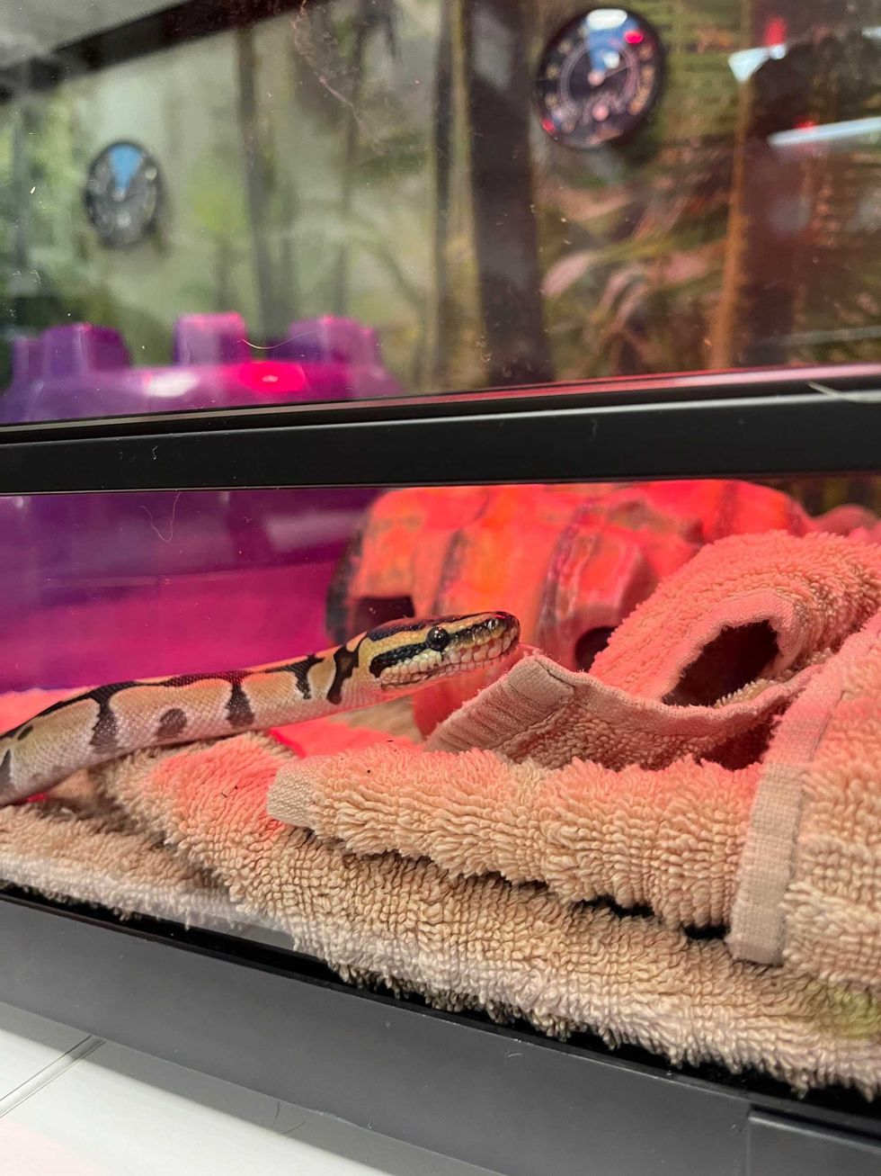 Sir Hiss, a ball python, was discovered on Friday inside a store in the Diamond District.