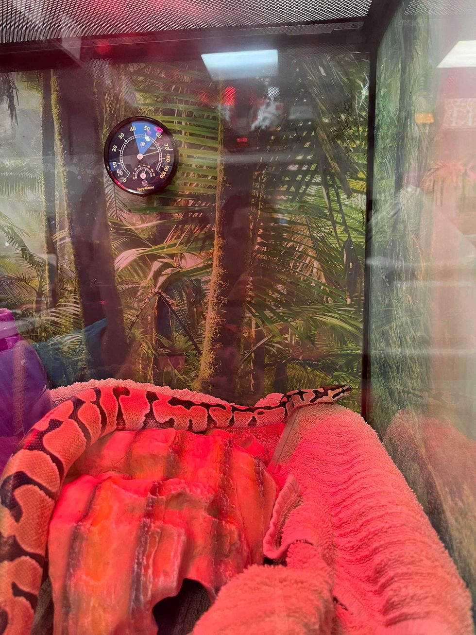 Sir Hiss, a ball python, was discovered on Friday inside a store in the Diamond District.