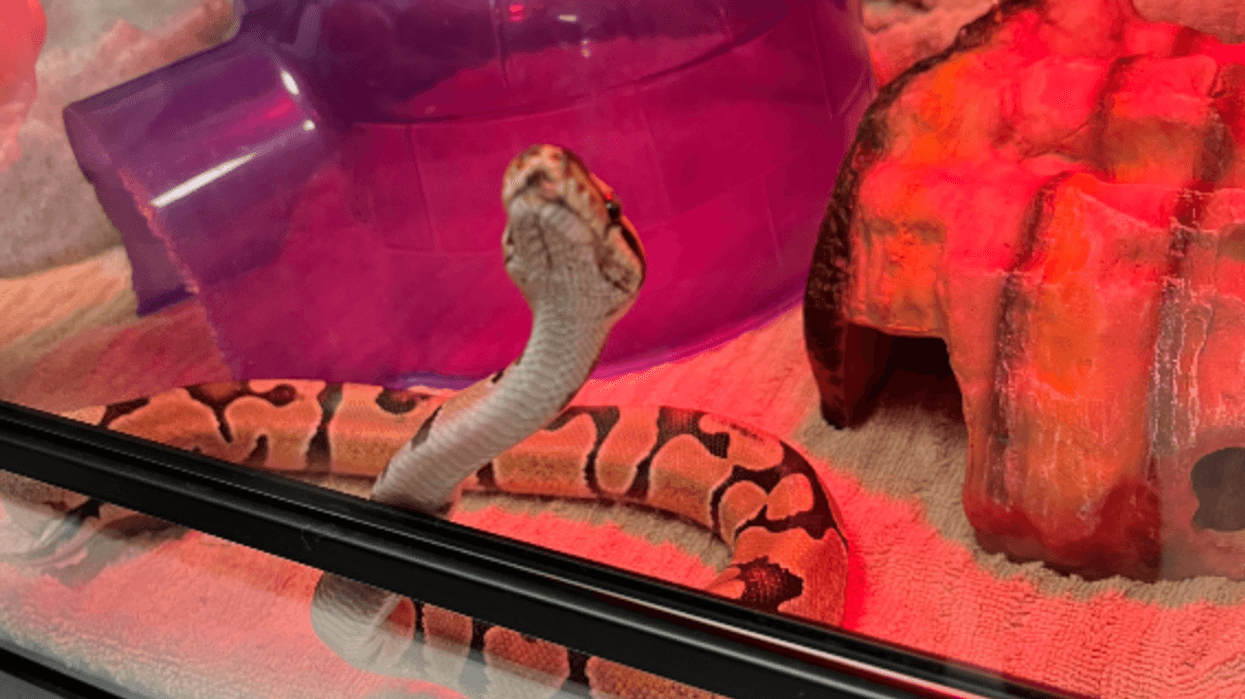 Sir Hiss, a ball python, was discovered on Friday inside a store in the Diamond District.