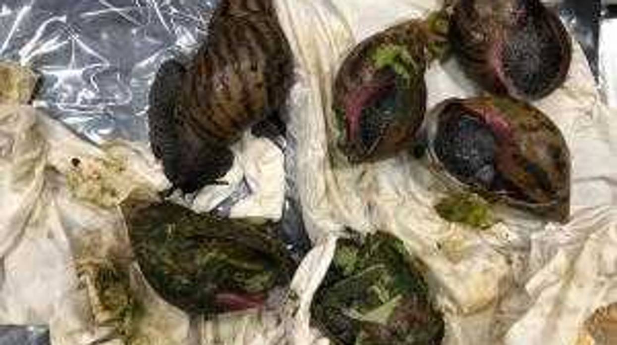 Six Giant African Snails discovered at Detroit Metro Airport.