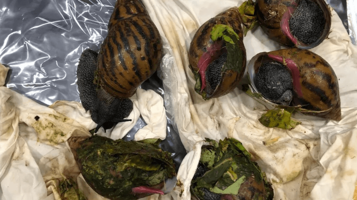 Six giant African snails were discovered at Detroit Metro Airport, U.S. Customs and Border Protection officials announced last week Friday.