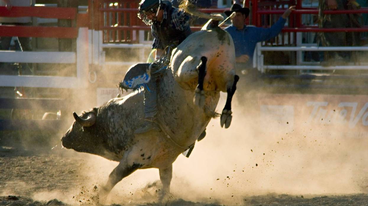 Six people are injured after a bull escaped from a Rodeo in Redding Friday night.