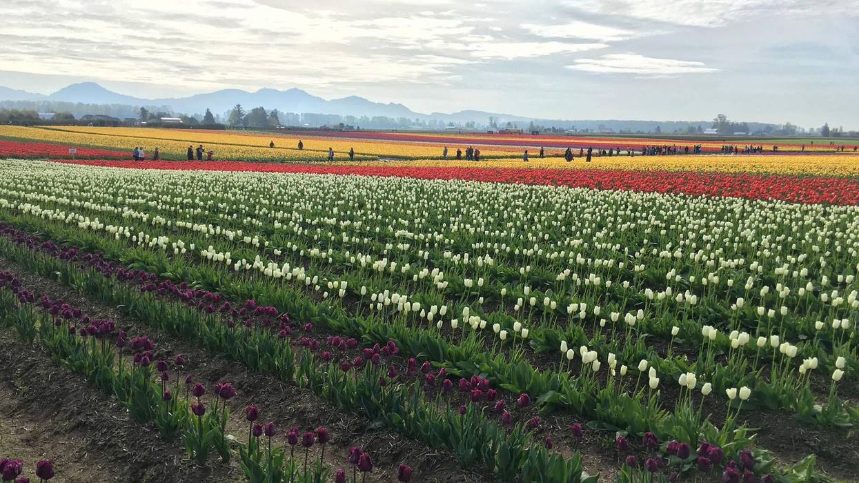 Skagit Valley Tulip Festival fields at Rozengaarde