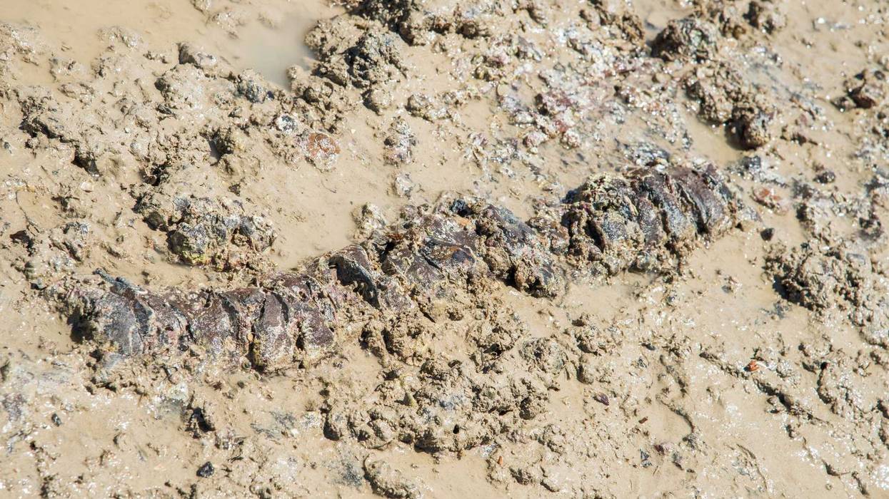 Skeletal remains of an Ichthyosaur.