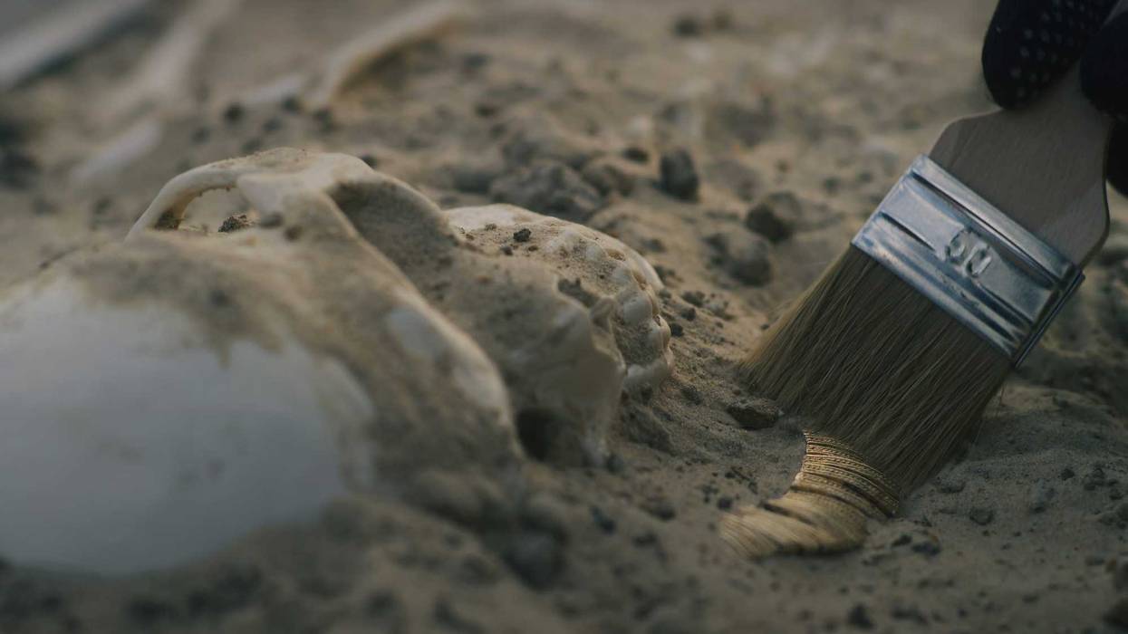 skeleton archeologist