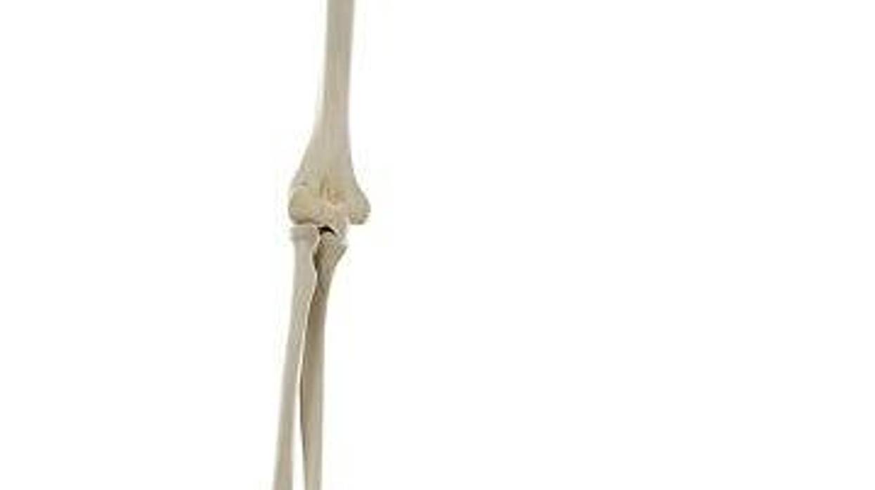 skeleton