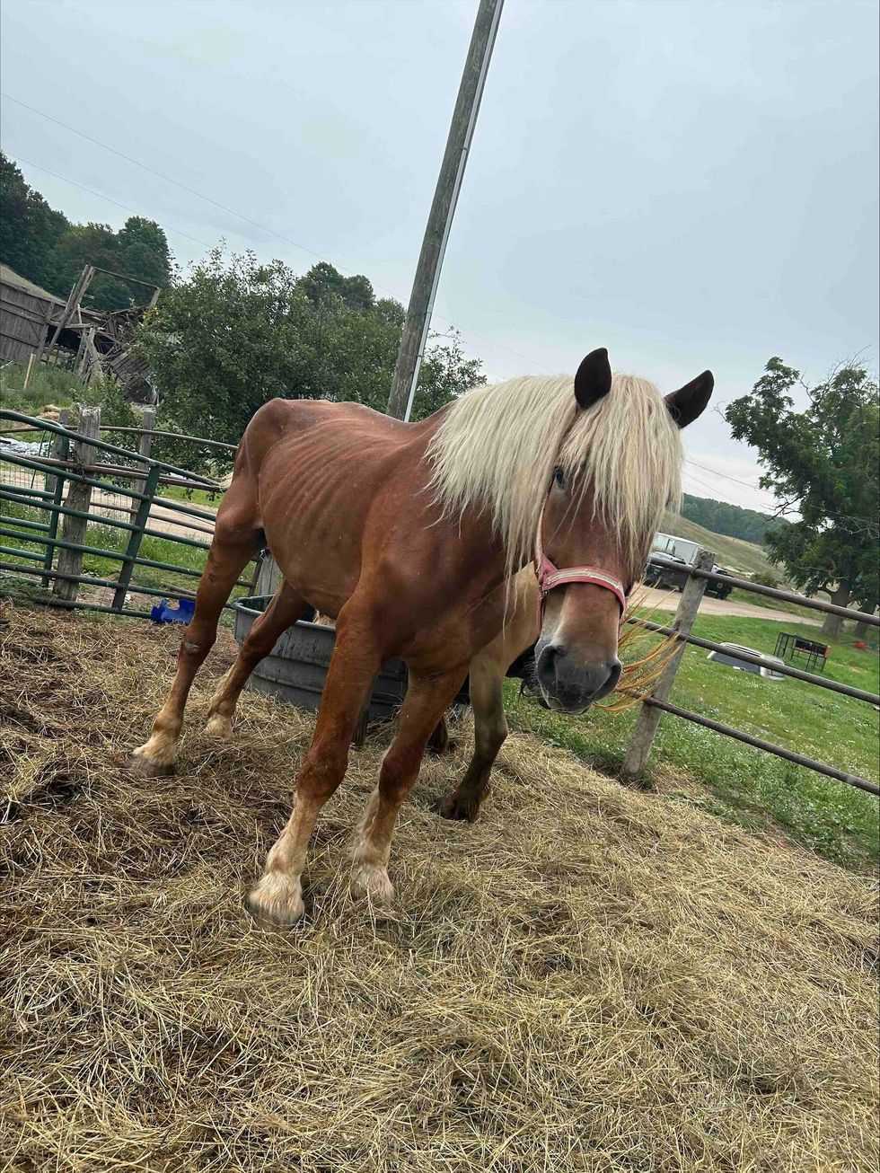 Skinny horse