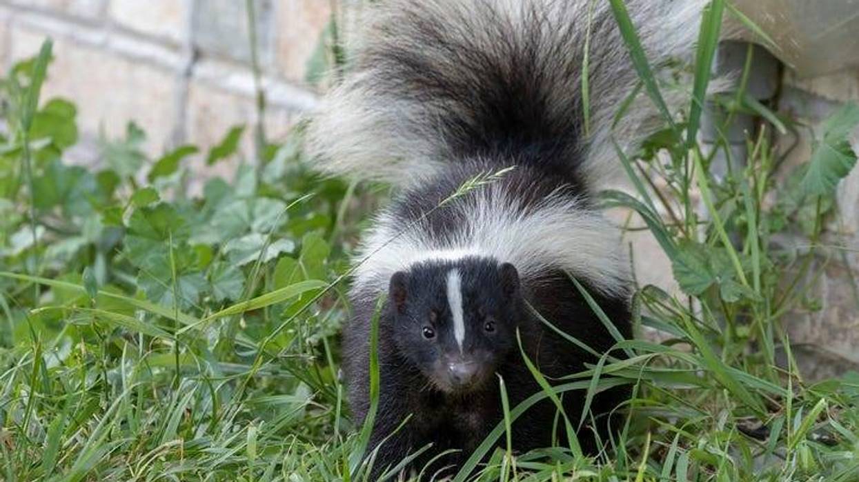 skunk in the grass