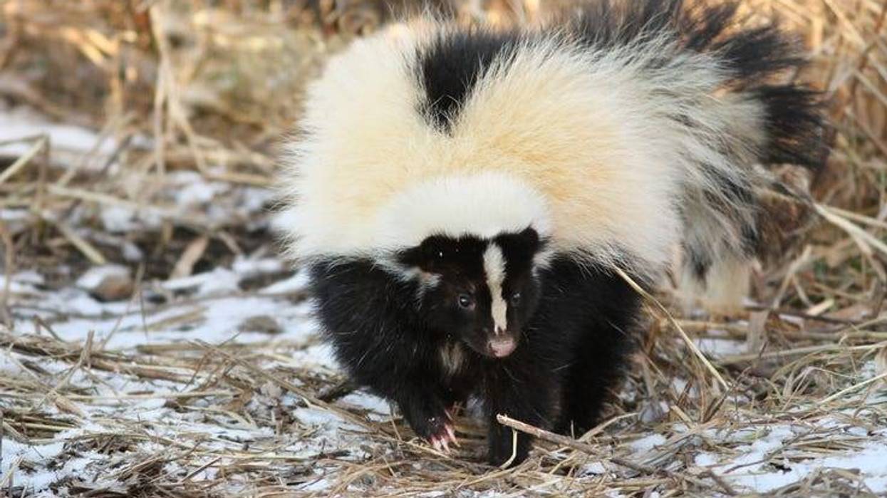 skunk in the winter