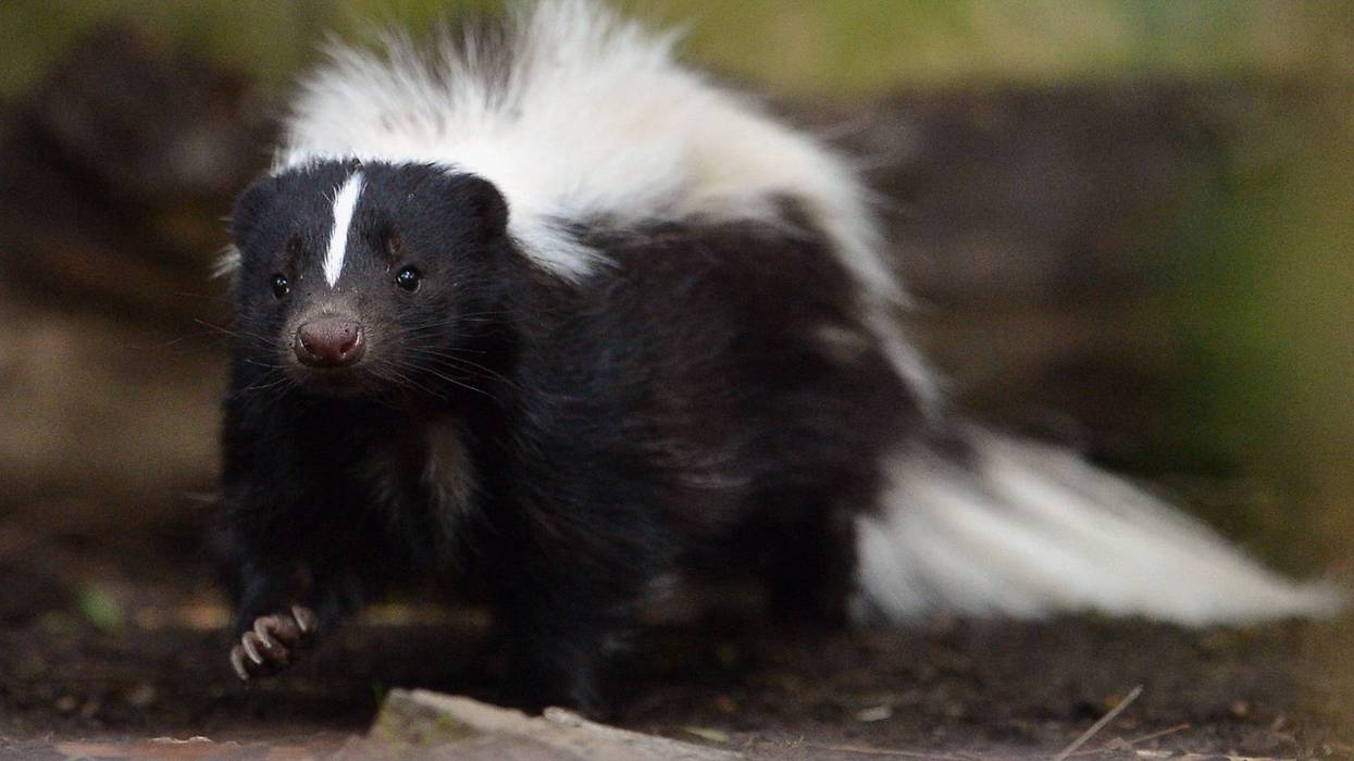 Skunk