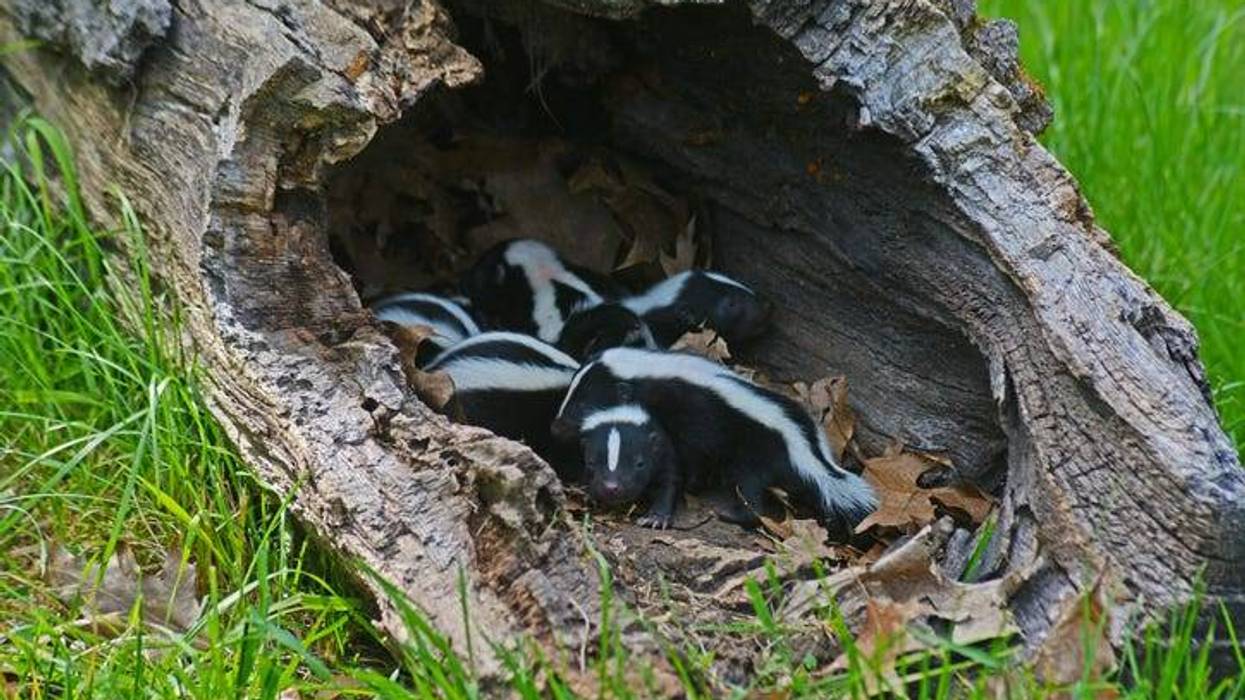 Skunks