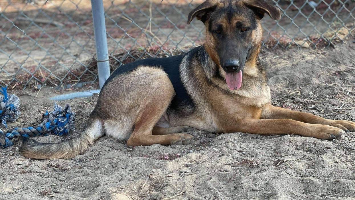 Skye, a one year old large mixed breed dog up for adoption through ARE Animal Rescue in Hemet