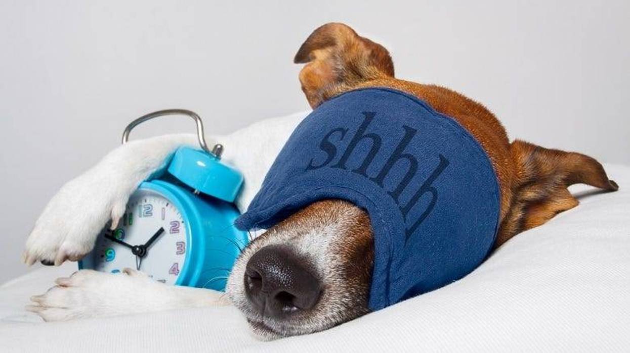sleeping dog