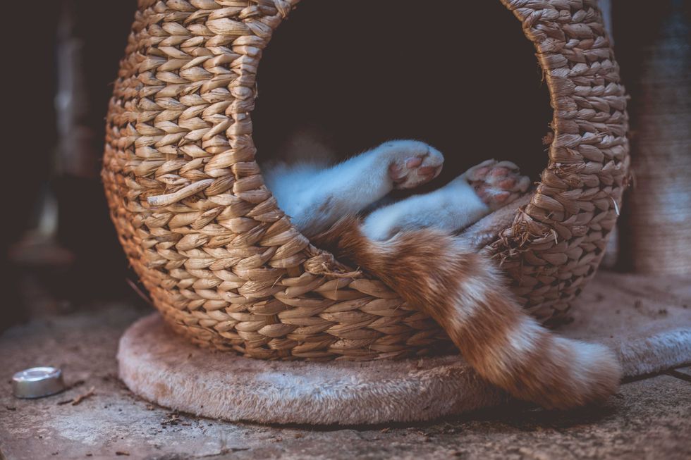 Sleepy Feet - stock photo ginger tabby cat sleeping outside in a wicker pod