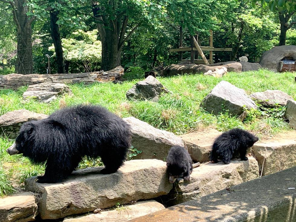 Sloth bear cub and mother
