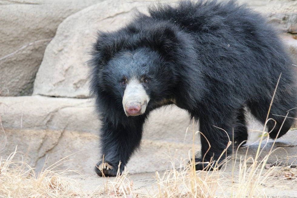 Sloth bear cubs are totally dependent on their mother for months. In the spring, Kayla will emerge from their den carrying her twins on her back.