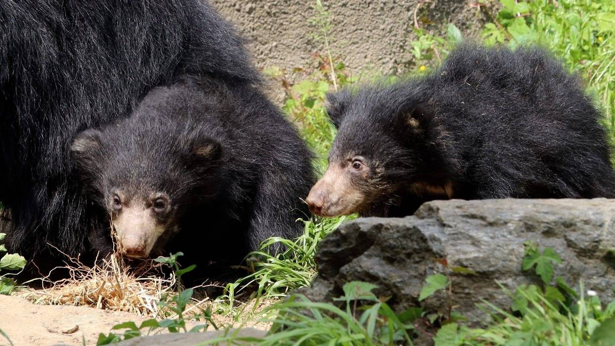 sloth bear cubs at Philadelphia Zoo