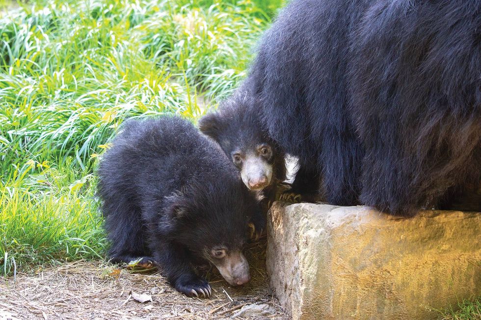 sloth bear cubs at Philadelphia Zoo