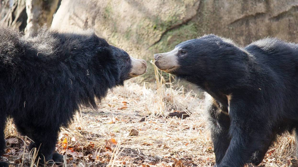 Sloth bears at the Philadelphia Zoo