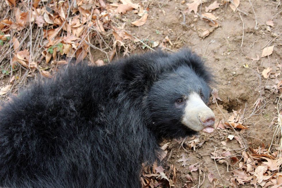 Sloth bears have a flexible snout and a protruding lower lip to help them suck insects up from deep underground.