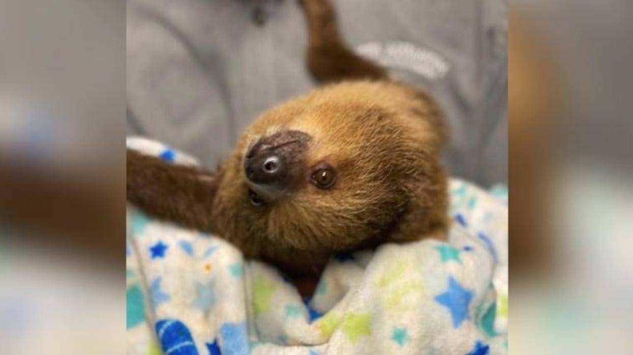 sloth