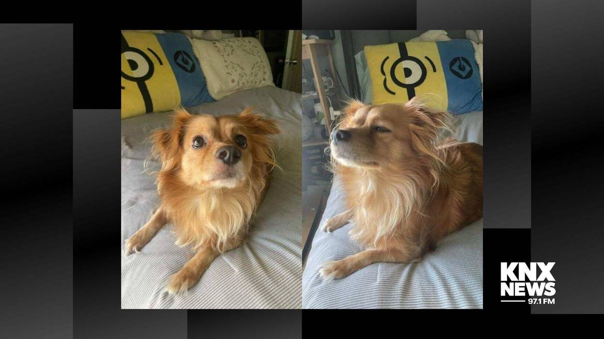 small dog