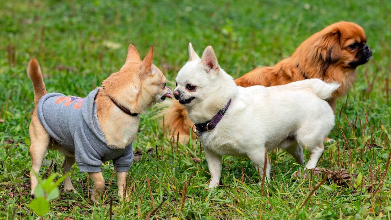 Small dogs
