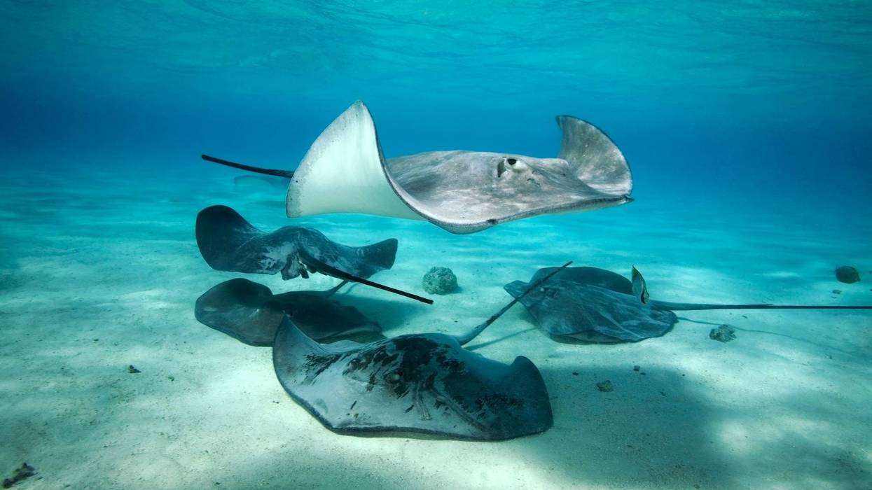 small group of stingray swimming together