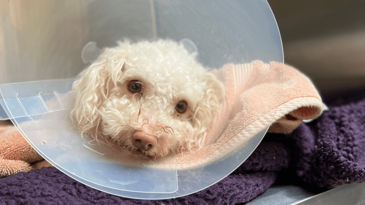 small poodle dog with cone around neck, laying in kennel