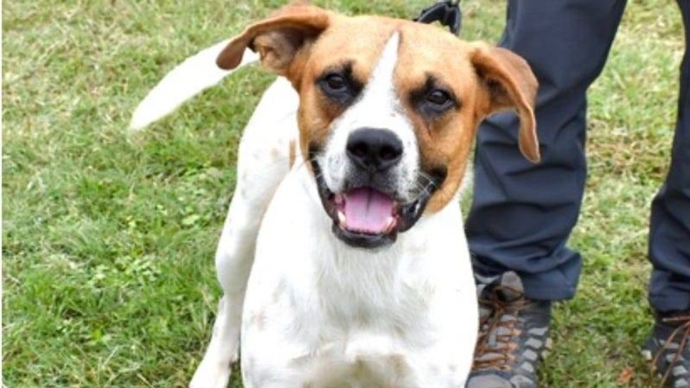 Smiley @ Austin Humane Society