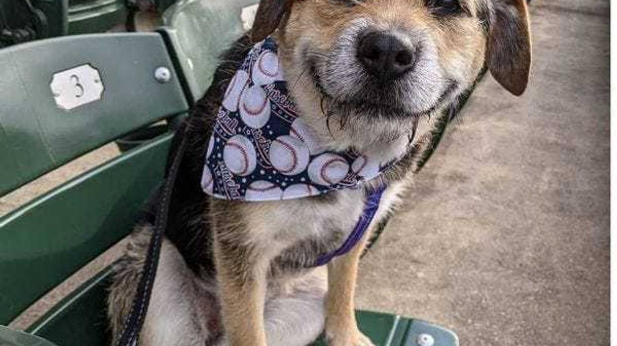 smiling rescue dog Heaven