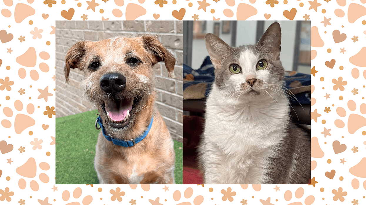 Smiling scruffy brown dog and calm grey & white cat, framed by paw prints, hearts, and stars.