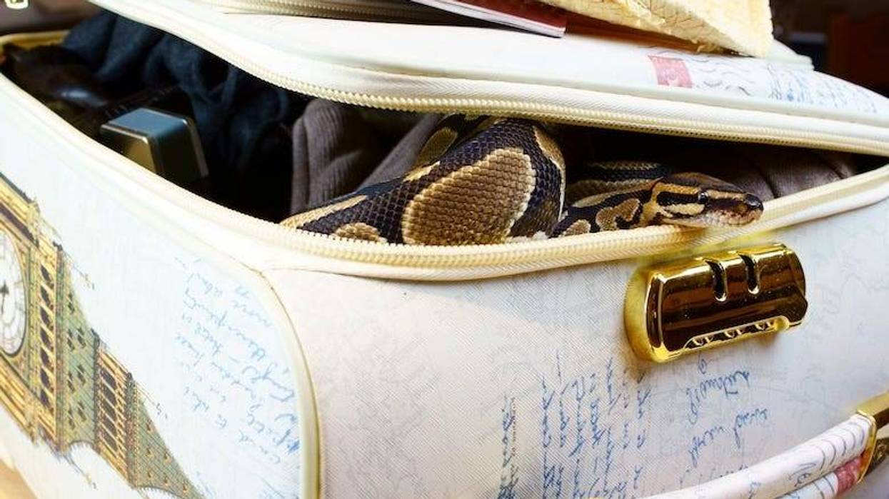 Snake being smuggled in a suitcase