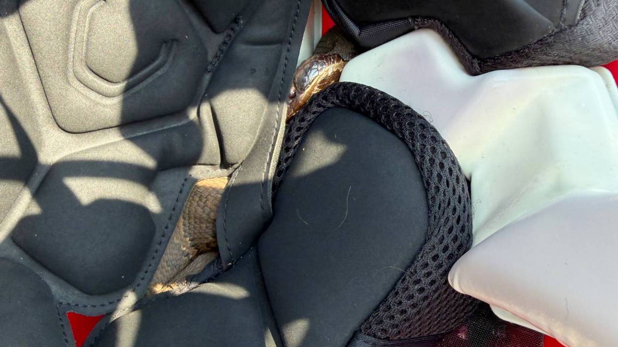 Snake in Helmet