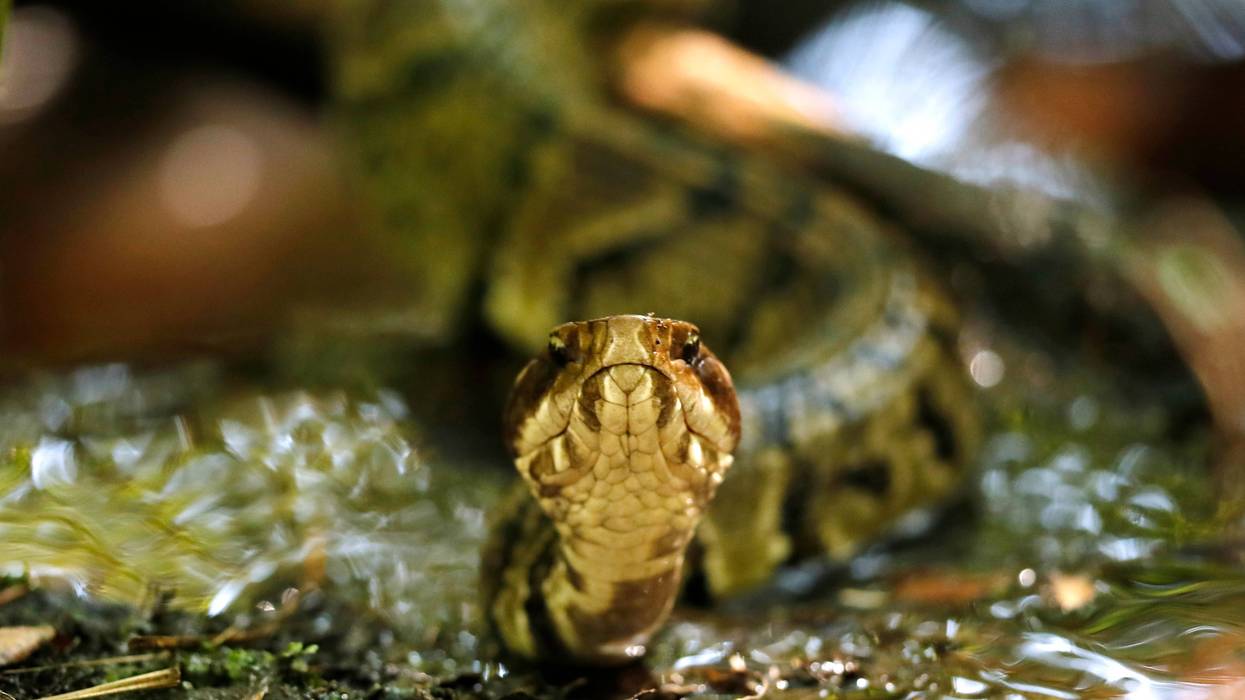 Snake in Helmut 54