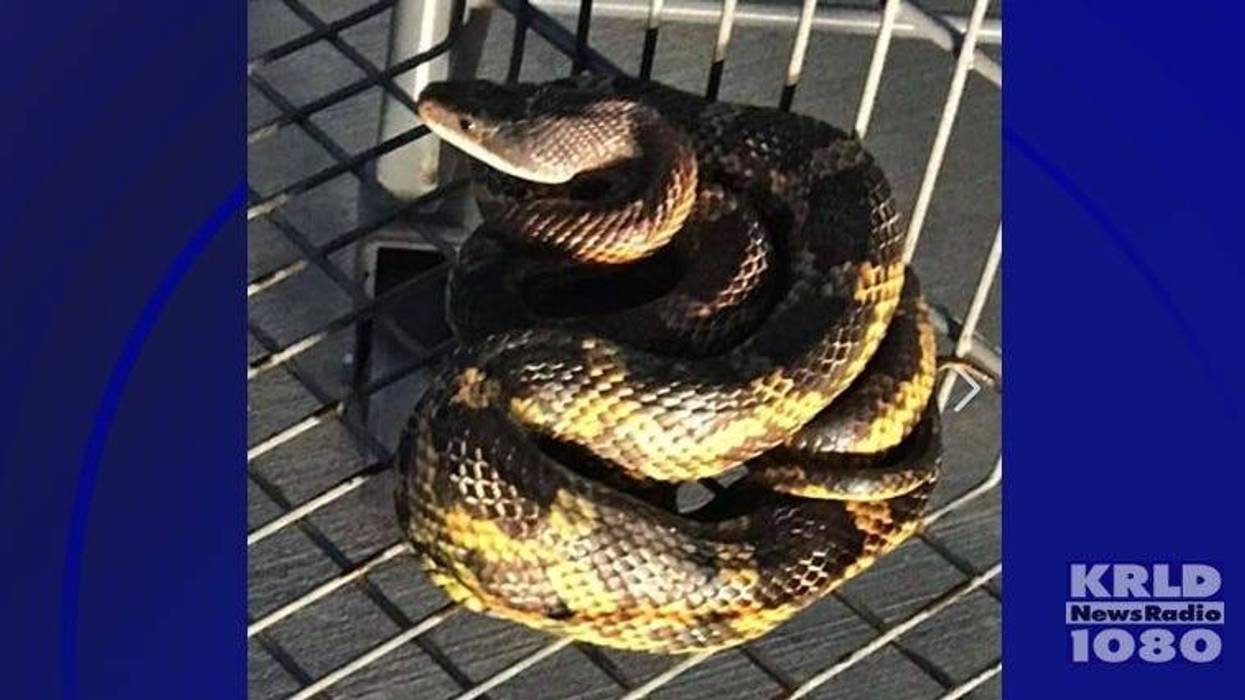Snake in shopping cart