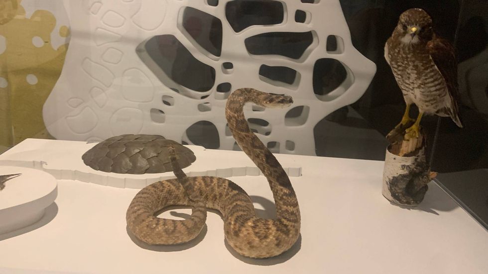 Snake, owl and other specimens