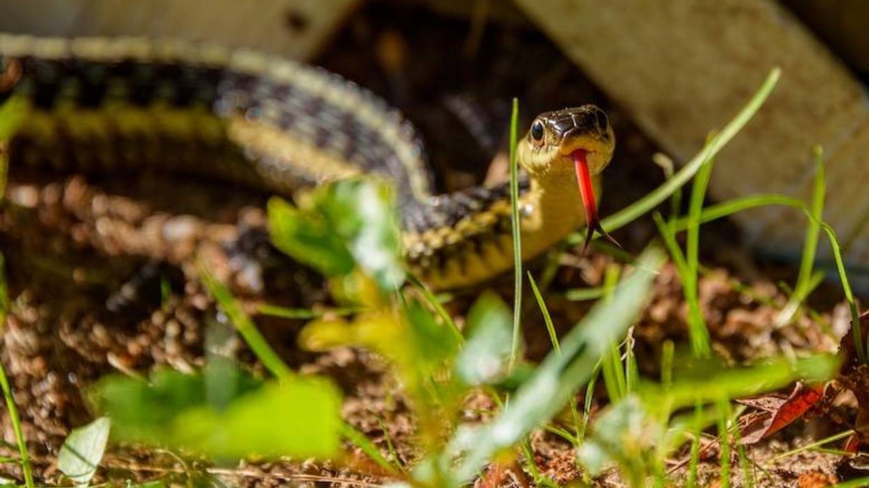 Experts warn warmer weather causing snakes to emerge in North Texas
