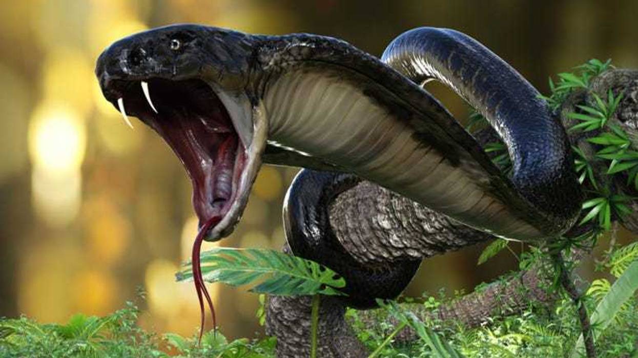Snake