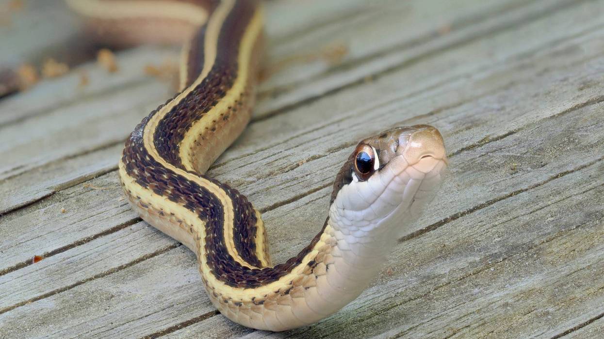 Snake