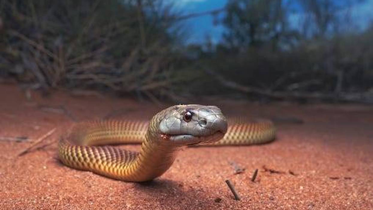 snake