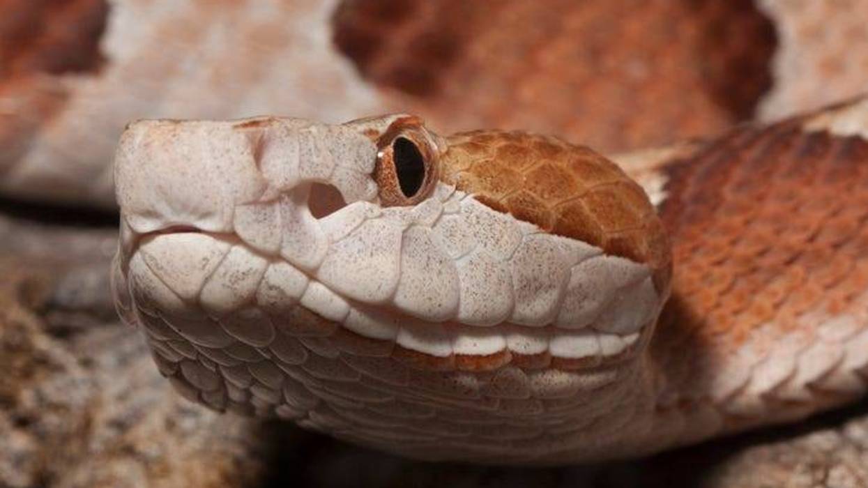 Snake