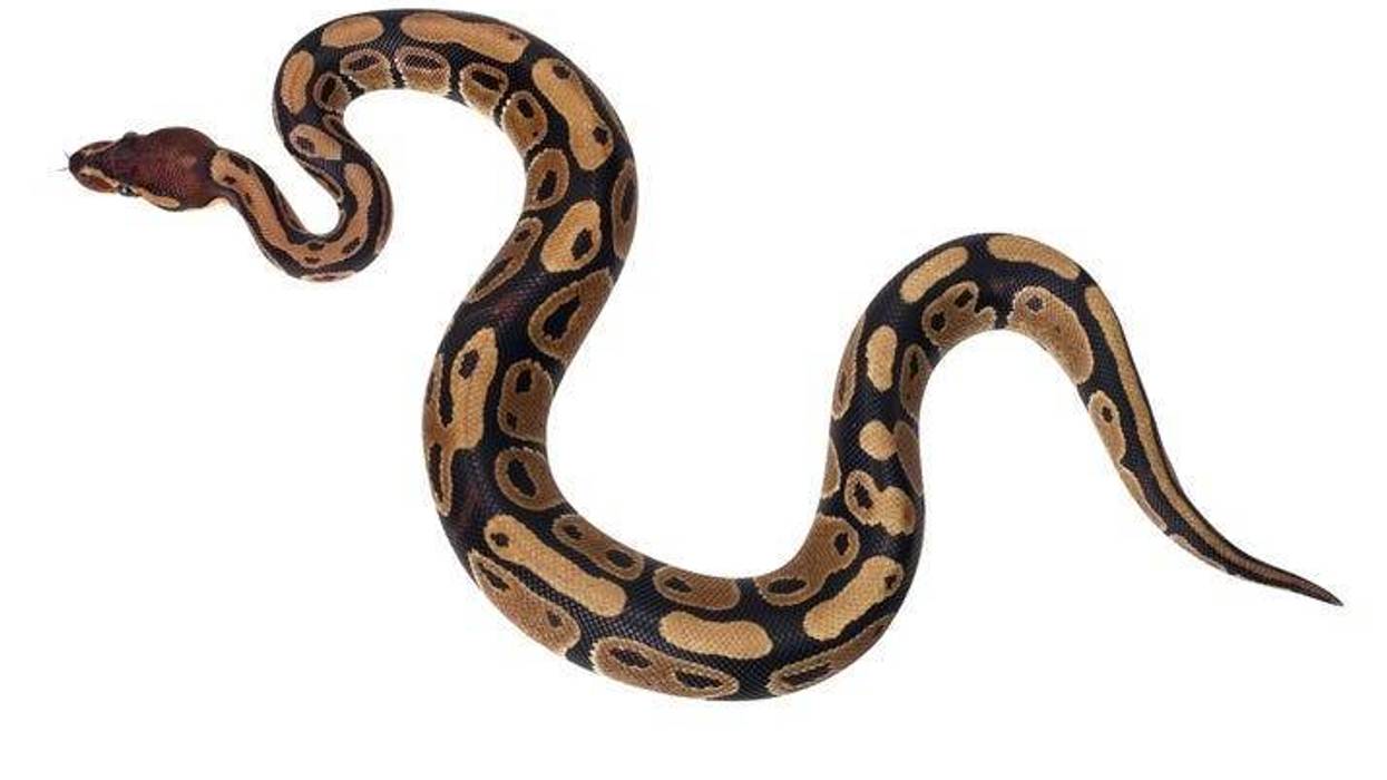snake