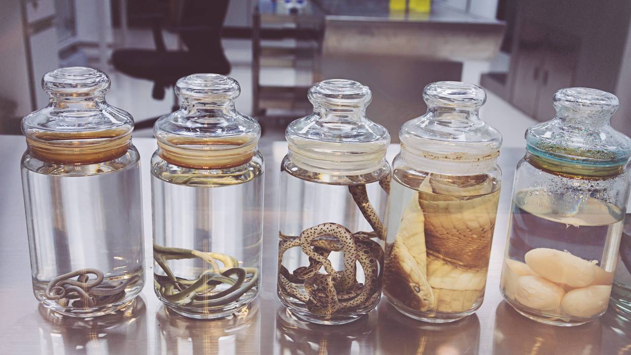 snakes preserved in jars