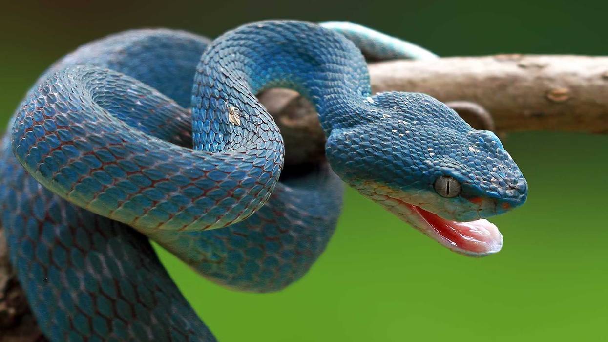 Snakes