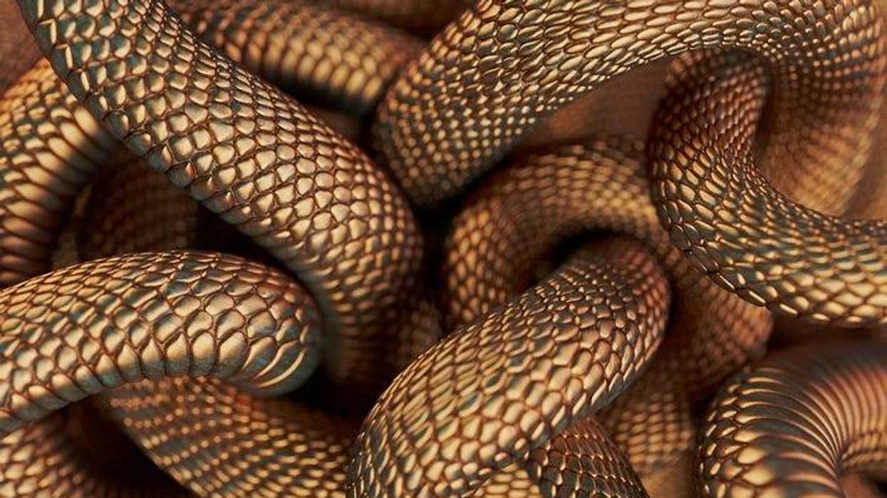 Snakes